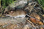 Reithrodontomys megalotis